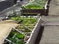 Food Love: Community Growers