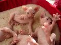 Sphynx Kittens at Play Sphynx Kittens at Play
