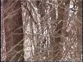 Coyote Hunting, Daniel Cline takes a black coyote in OH Coyote Hunting, Daniel Cline takes a black coyote in OH
