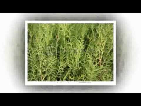 Suoi Toc. wmv (Van Phung) MONG HAI