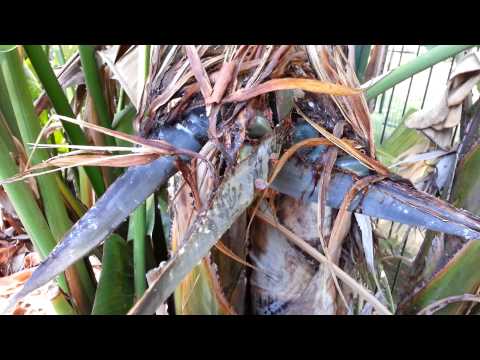 how to harvest bird of paradise seeds