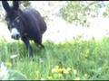 videos de RINGO.mpg