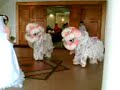 wei ming weding wei ming weding