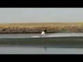 Delta Wakeboarding