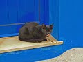 blu,gatti,gatto