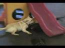 Lab Love affair