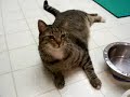 Solomon is a BAD CAT!