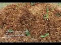 Edible Forest Garden Workshop