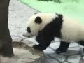 ????????Panda in Shirahama