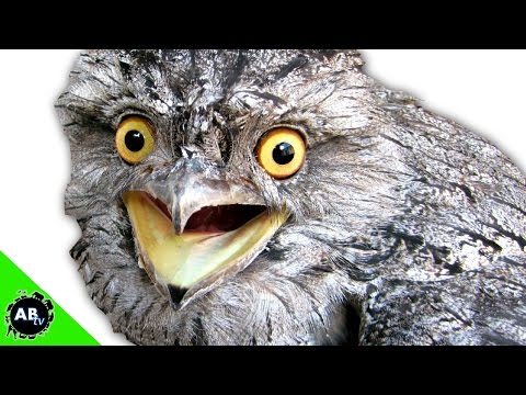 YouTube reptile video