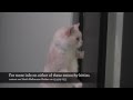 Hugo and George, adorable cats at The Lost Dogs' Home!