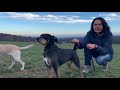Penny, W, 7,5 J, Entlebucher Sennenhund Mix sucht ein neues Zuhause