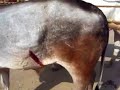 Animal Cruelity Animal Cruelity