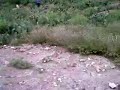 ancos tunas