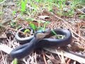 Black Racer strikes at camera