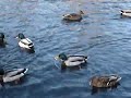 Ducks in Prospect Park, Brooklyn