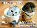 funny cats lol!! funny :) pt 3