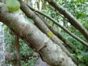 Leaf Cutter Ants