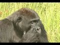 Gorillas of northern Congo Republic