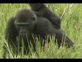 Gorillas of northern Congo Republic