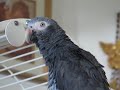 Pretty pretty pretty Bird