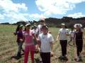 videos de Plantio de Árvores no Rio Formiga em Ortigueira, Paraná. Ação conjunta da Copel, Eletrosul e Governo do Município de Ortigueira para o programa de implantação da Usina Mauá.