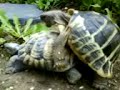 tortoise and the stone
