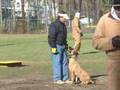 Police K9 dog training Seminar (www.SitMeansSit.com)