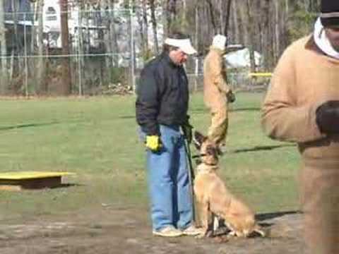 how to train police k-9