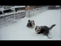 Bearded Collies Jester and Oscar Boston Snow Dec. 21,2008
