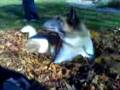 videos de jesse and his dog vid 1