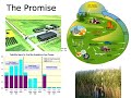 Bio Fools2: Food Vs. Fuel Vs. Cellulose To The Rescue?  2/2