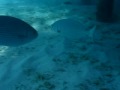 Trial Underwater Video From The Maldives
