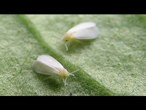 how to control whitefly