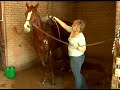 How to Bathe a Horse : How to Wet Down a Horse