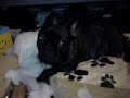 Französische Bulldogge Anton Speck Kissen Französische Bulldogge Anton Speck Kissen
