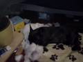 Französische Bulldogge Anton Speck Kissen