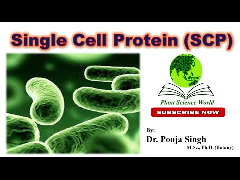 Single Cell Protein (SCP)