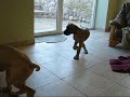 Great Dane puppies