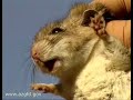 Trapping The White Footed Wood Rat
