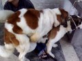 St Bernard Dog Mating