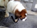 PRoVEN GIGANTIC Quality St Bernard - Stud Service