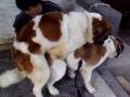 St Bernard mating (Dog Stud Service)
