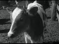 Smallpox Vaccine 1955