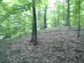 Deer In Regner