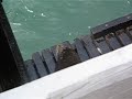 CRAZY SEA LIONS