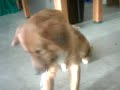 Aspen!!! Aspen!!!