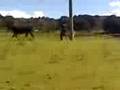 el seickr y la vaquita