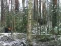 Itäsiperianlaika Remu ja hirvilehmä