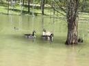 Ducks and Geese at Craighead Forest Lake, Arkansas